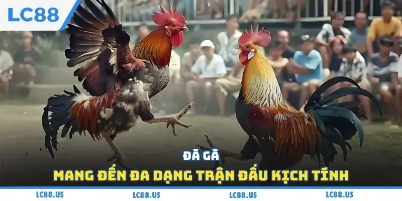 Đá gà mang đến đa dạng trận đấu kịch tính