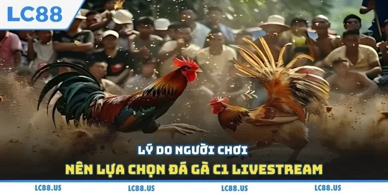 Lý do người chơi nên lựa chọn đá gà C1 livestream