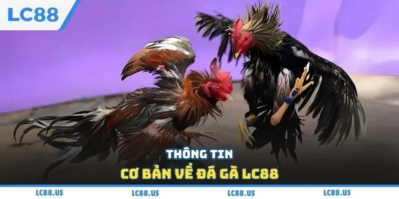 Thông tin cơ bản về đá gà LC88