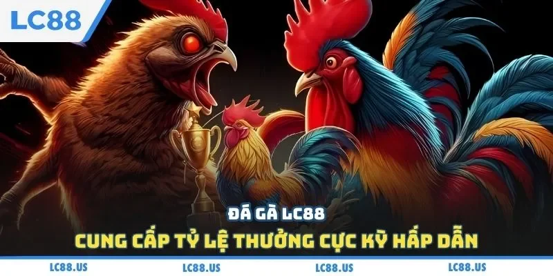 Đá gà LC88 cung cấp tỷ lệ thưởng cực kỳ hấp dẫn